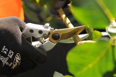 pruning roses