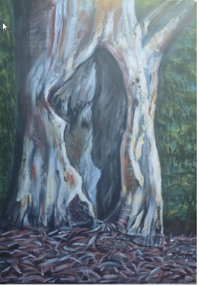 scarred-gum-tree-cromer-parade-sally-findlay.png