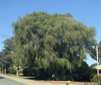 Agonis_flexuosa.jpg