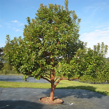 arbutus-andrachnoides-1.jpg