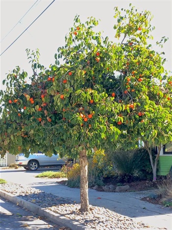 Diospyros-kaki-5.jpg