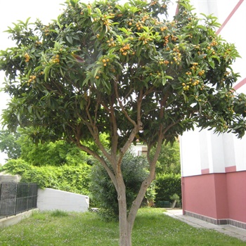 Eriobotrya-japonica-2.jpg
