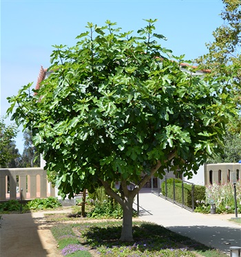 ficus-carica-tree-2.jpg