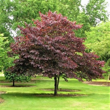 forest-pansy-redbud-tree-600x599.jpg