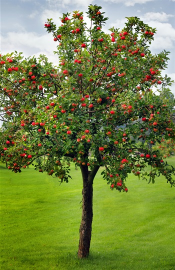 Pome-apple-tree.jpg