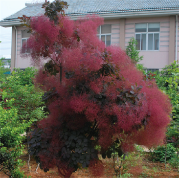 Purplesmoketree