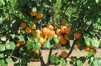 stone-fruit-4.jpg