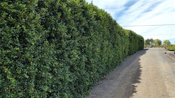 Syzygium-Select-Form-HD.jpg