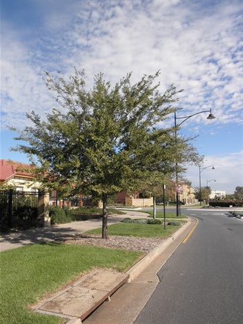 Ulmus_parvifolia-2.jpg