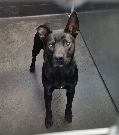 possible black lab X found 2 Sept 2022