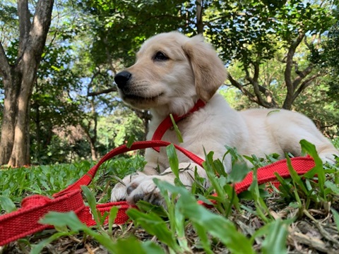 puppy-in-park-resized.jpg
