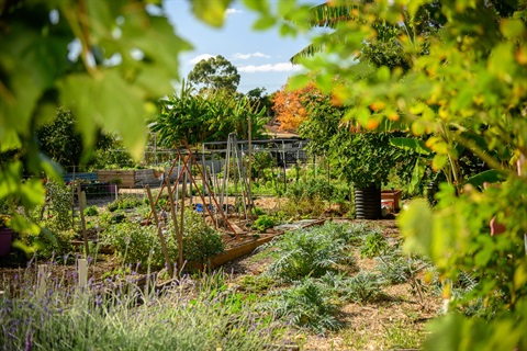 gardening beds at the Fern Avenue community garden