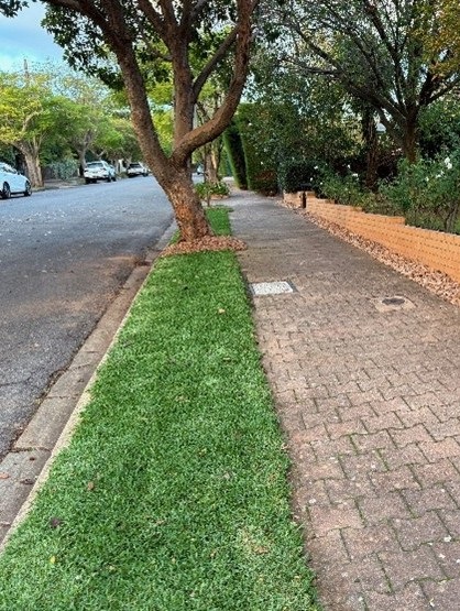 Greening Verge - 2.jpg