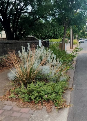 Greening Verge native planting example