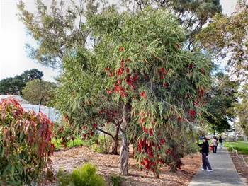 callistemon_bottlebrush_kings-park-special-2_1.jpg