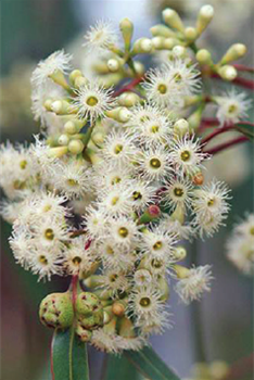 Eucalyptus-fasciculosa.png