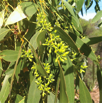 Eucalyptus-odorata.png