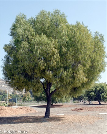 Geijera-parviflora-1.jpg