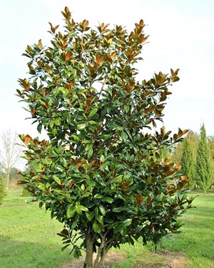medium_magnolia_grandiflora_galissoniere.jpg