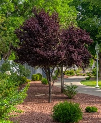 prunus-spp-purple-pony-plum-tree-smugmug_11994_1.jpg