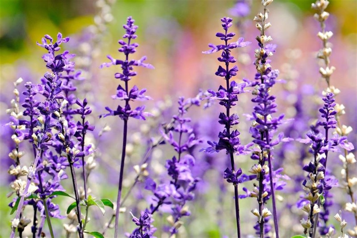 salvia sale