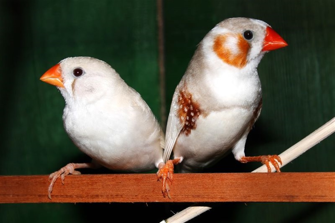 Avicultural-society-of-South-Australia-bird-sale