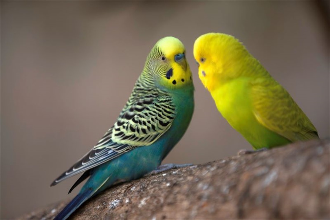 Budgies