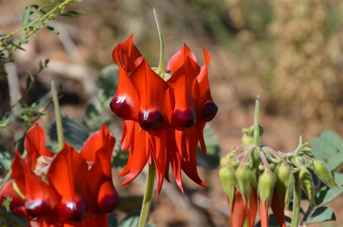 Australian plant society Adelaide