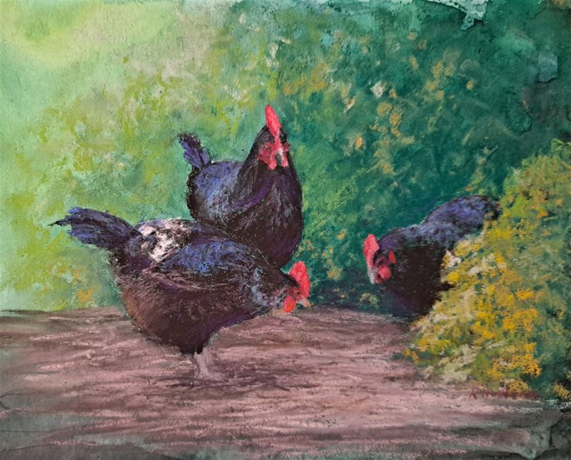 3-black-chooks