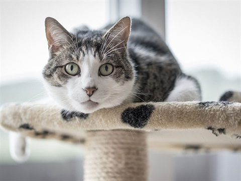 grey and white cat sitting atop scratching pole indoors