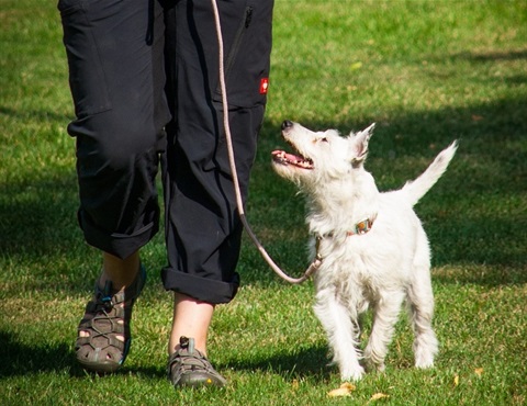 dog-on-leash-cropped.jpg