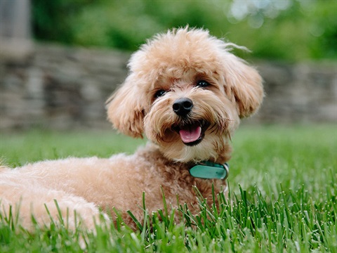 brown puppy on lawn.jpg