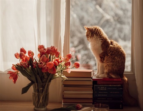 Cat-in-window-cropped-resized.jpg