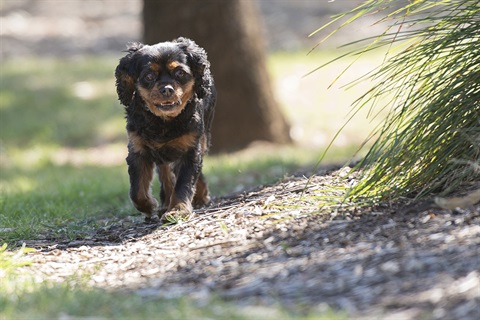 Dog in Park