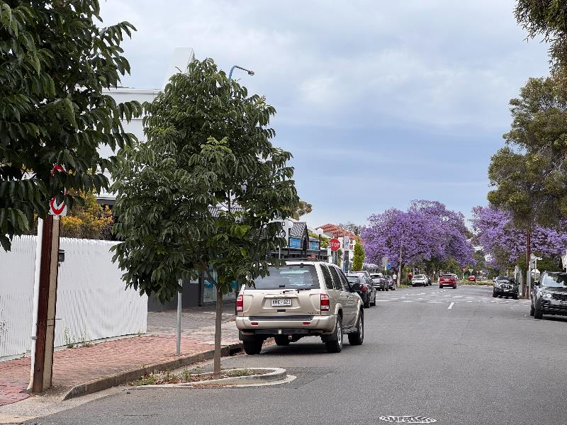 New trees sharing space with parked cars