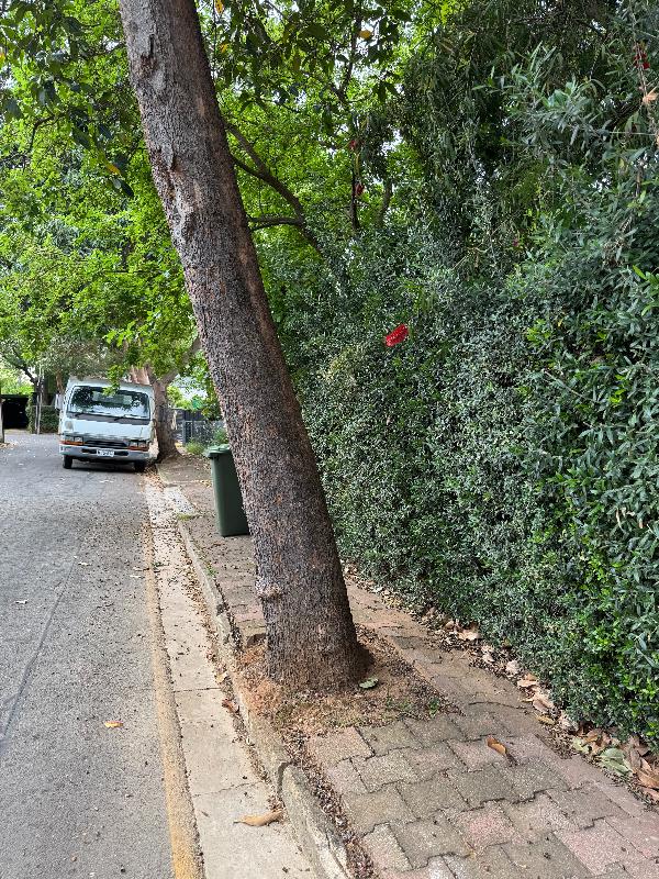 Tree obstructing narrow footpath
