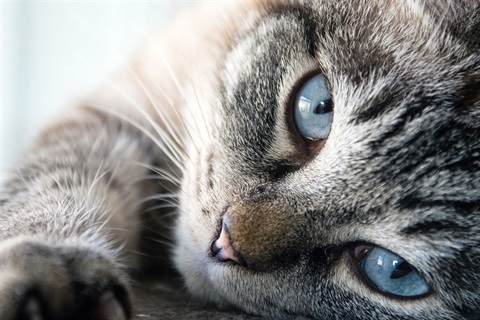 grey and white cat with blue eyes