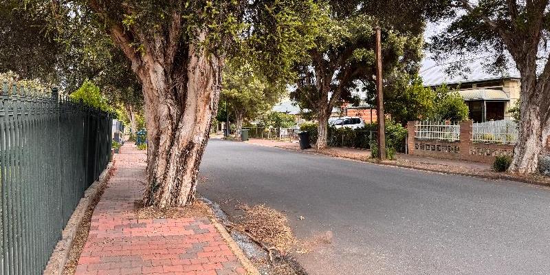 Large tree obstructing footpath