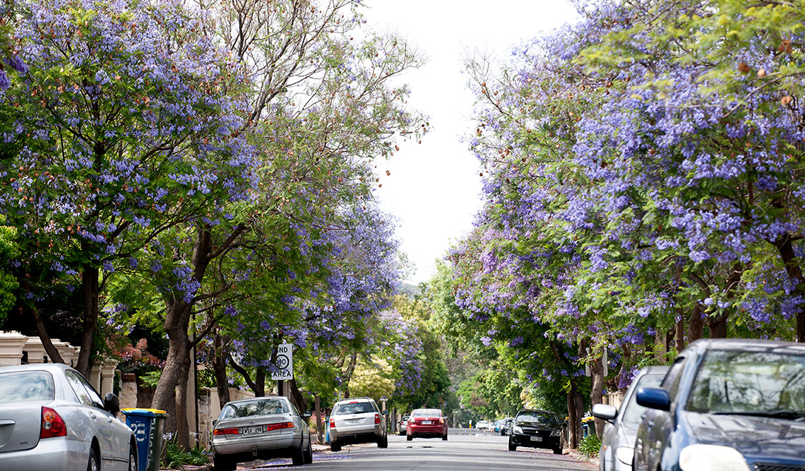 canopy-cover.jpg