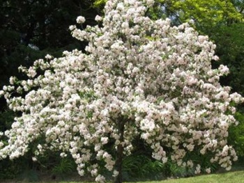 Malus_ionesis_plena.jpg