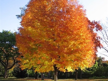 norway-maple-1-1024x768.jpg