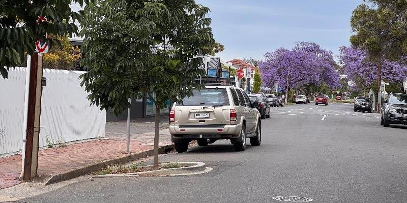 New trees sharing space with parked cars