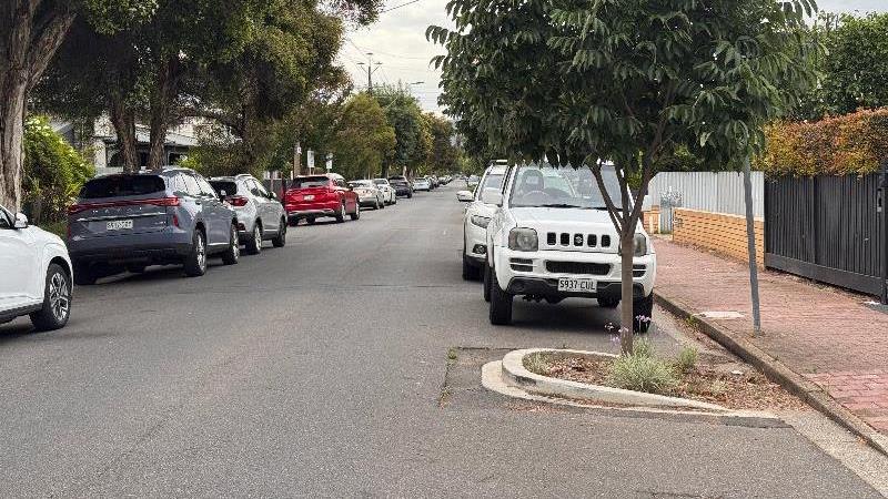 New trees planted on road protuberances