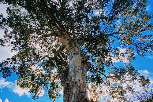 Unley Street Trees_Sam Clark image.jpeg