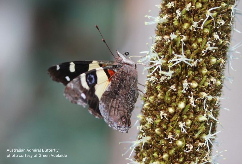 Australian Admiral Butterfly feeding on a flower